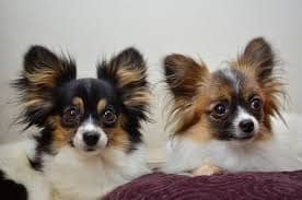 Chihuahua Papillon Tout Ce Qu Il Faut Savoir Monchiwawa Chihuahua Papillon Tout Ce Qu Il Faut Savoir Monchiwawa