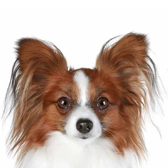 Chihuahua Papillon Tout Ce Qu Il Faut Savoir Monchiwawa Chihuahua Papillon Tout Ce Qu Il Faut Savoir Monchiwawa