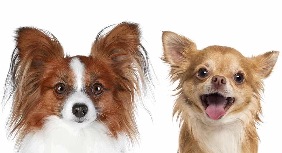 Chihuahua Papillon Tout Ce Qu Il Faut Savoir Monchiwawa Chihuahua Papillon Tout Ce Qu Il Faut Savoir Monchiwawa