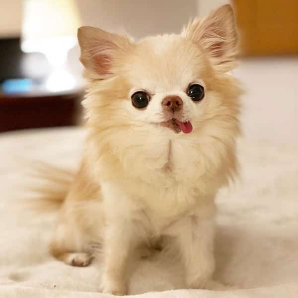 Chihuahua A Poils Longs Un Guide Complet Monchiwawa