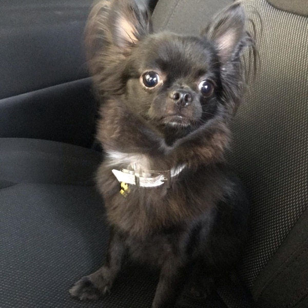 Chihuahua A Poils Longs Un Guide Complet Monchiwawa