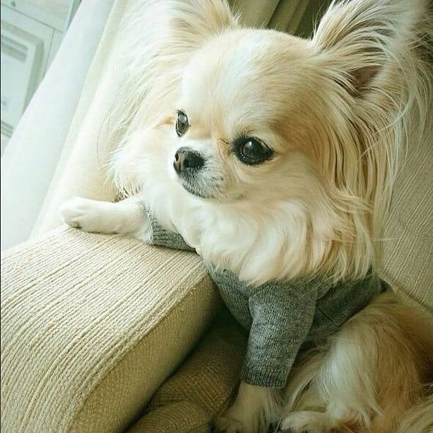 Chihuahua Papillon Tout Ce Qu Il Faut Savoir Monchiwawa Chihuahua Papillon Tout Ce Qu Il Faut Savoir Monchiwawa