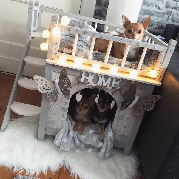 Comment Garder Une Maison Propre Avec Un Chien Comment Garder Une Maison Propre Avec Un Chien Emprunte Mon Toutou