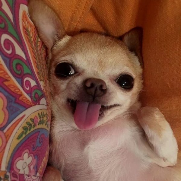 Le chihuahua estil intelligent? MonChiwawa