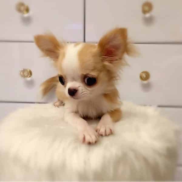 Chihuahua Et Perte De Poils Monchiwawa