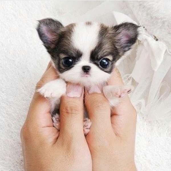 Etapes De Vie D Un Chihuahua De La Naissance Au Vieillissement Monchiwawa Etapes De Vie D Un Chihuahua De La Naissance Au Vieillissement Monchiwawa