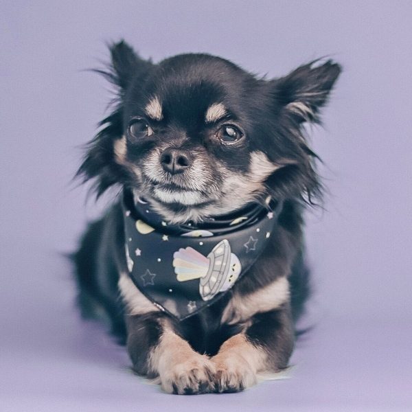 Étapes de vie d’un chihuahua De la naissance au vieillissement MonChiwawa
