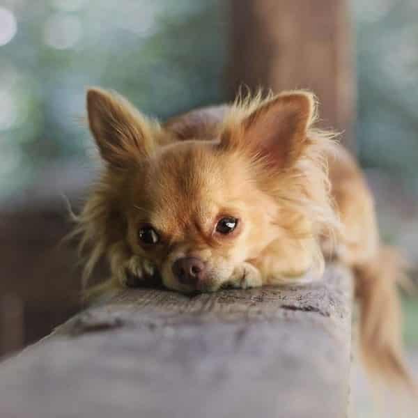 Guide complet pour bien nourrir son chihuahua MonChiwawa