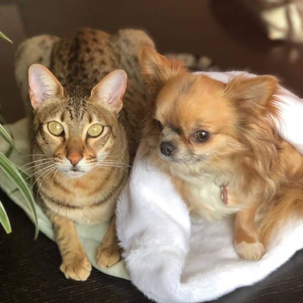 Les Chihuahuas Tolerent Ils Les Chats Monchiwawa
