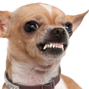 https://www.monchiwawa.com/wp-content/uploads/2020/08/Chihuahua-agressif-solution-2.jpg
