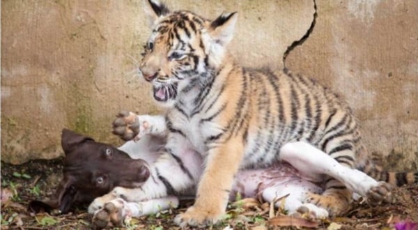 Un Bebe Tigre Rejete Par Sa Maman Trouve Consolation Avec Son Nouveau Ami Chihuahua Monchiwawa Un Bebe Tigre Rejete Par Sa Maman Trouve Consolation Avec Son Nouveau Ami Chihuahua Monchiwawa